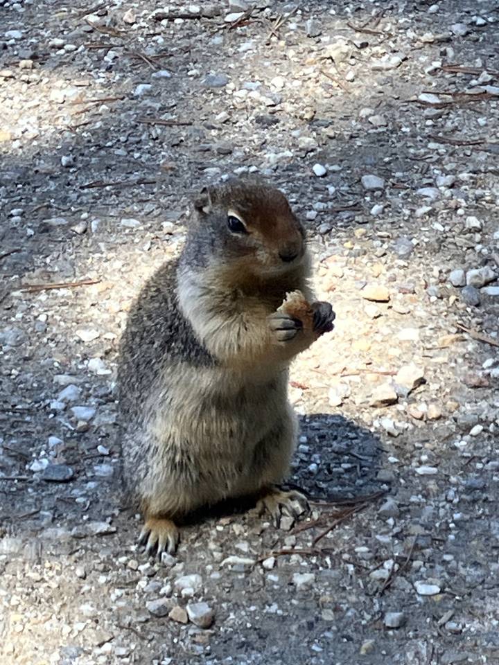 Spermophile debout sur un sentier de gravier regardant vers le haut.