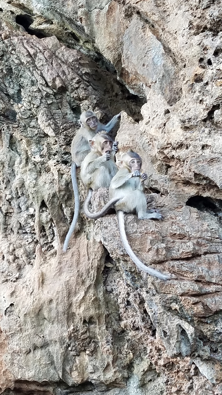 Monkeys sitting on a rocky ledge eating.