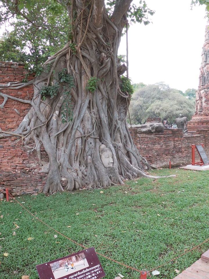Tête de Bouddha enchevêtrée dans les racines d'arbre.