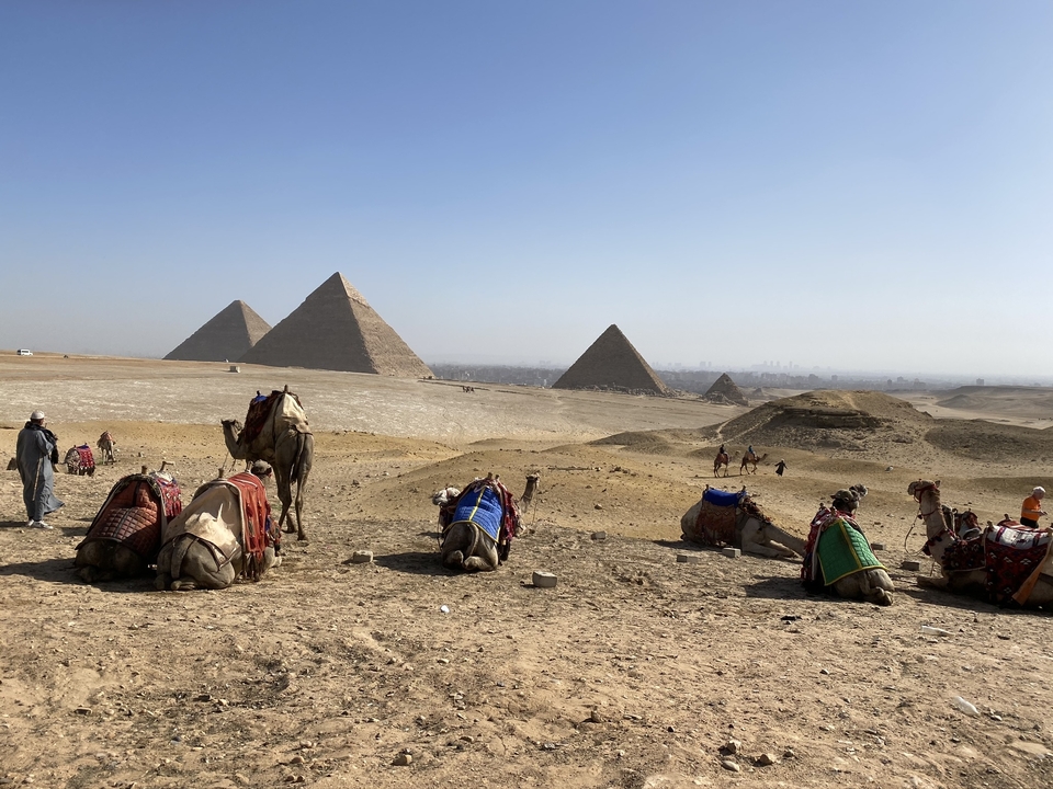 Camels resting on sandy ground with the pyramids rising on the horizon
