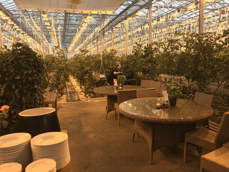 Greenhouse with plants and tables set for dining.