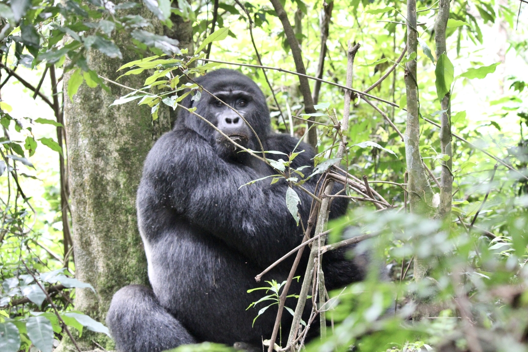 Gorille assis au milieu d'une végétation dense.