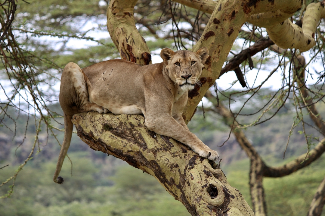 Lionne se reposant sur une branche d'arbre.