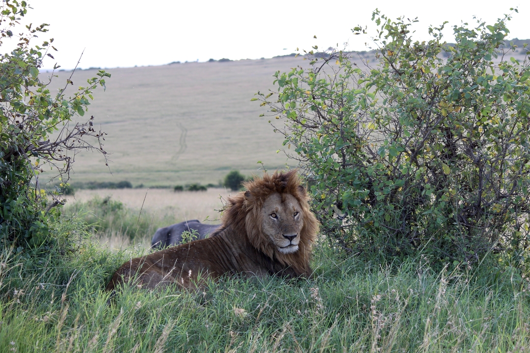 Lion couché dans l'herbe près des buissons et des plaines ouvertes.