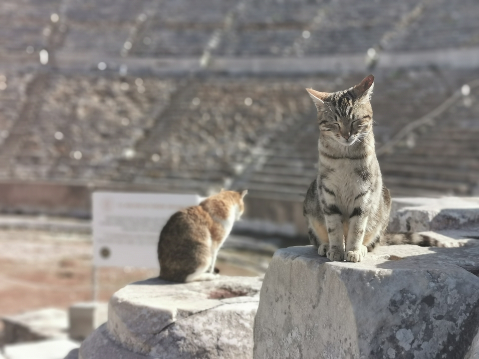 Deux chats assis parmi les ruines dans un amphithéâtre antique.