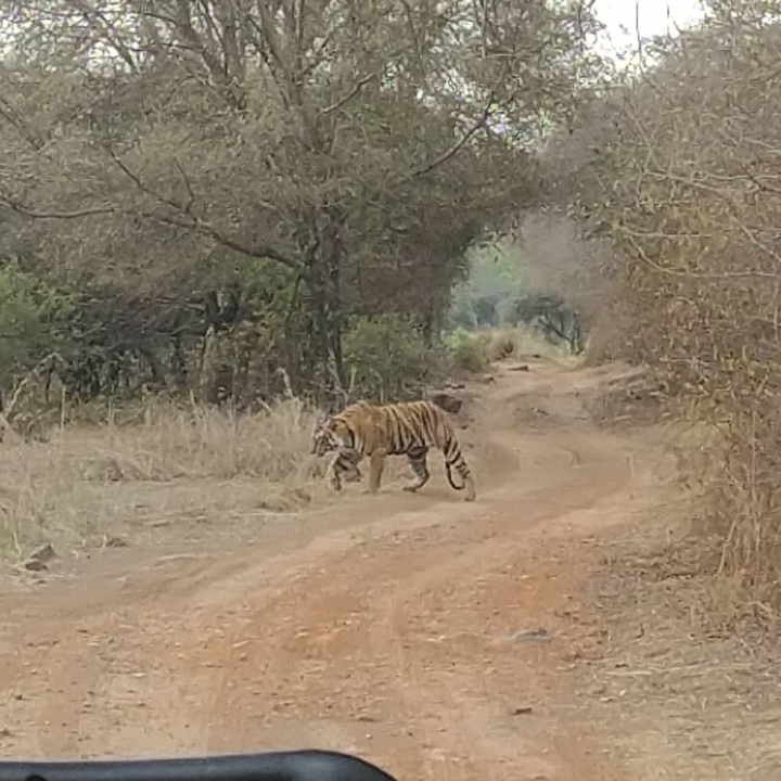 Tigre marchant le long d'un sentier de terre dans un environnement naturel.