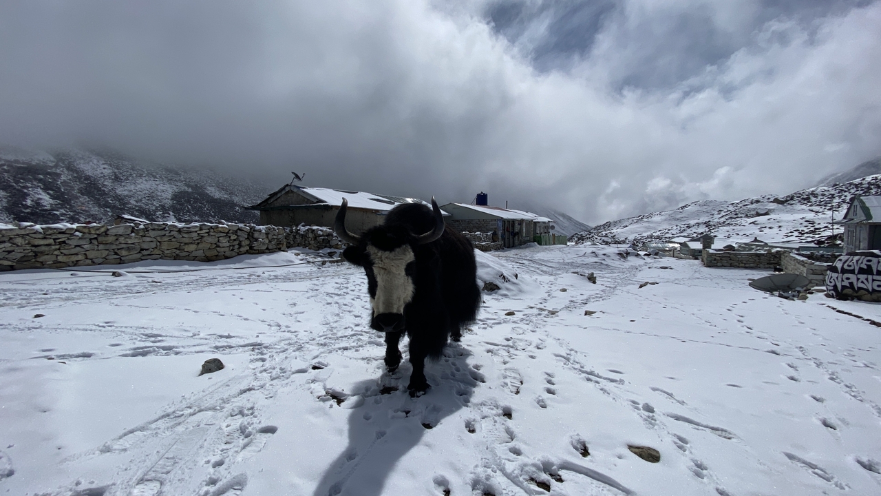 Un yak debout sur un sentier enneigé avec un paysage montagneux en arrière-plan.