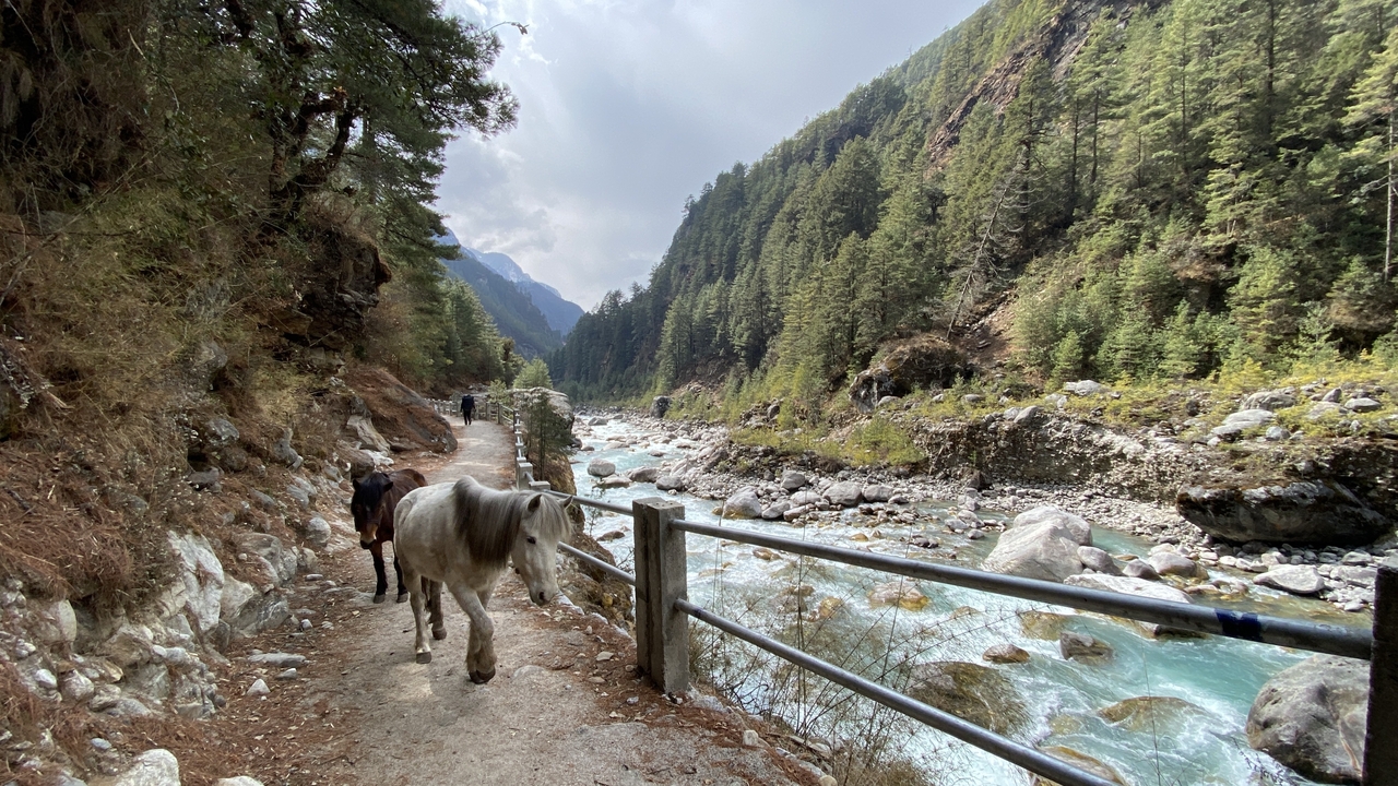 Sentier tranquille de rivière de montagne avec des mules et des vues panoramiques.