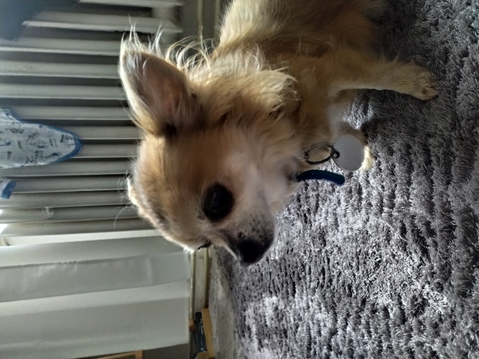 Small tan chihuahua indoors on a textured carpet