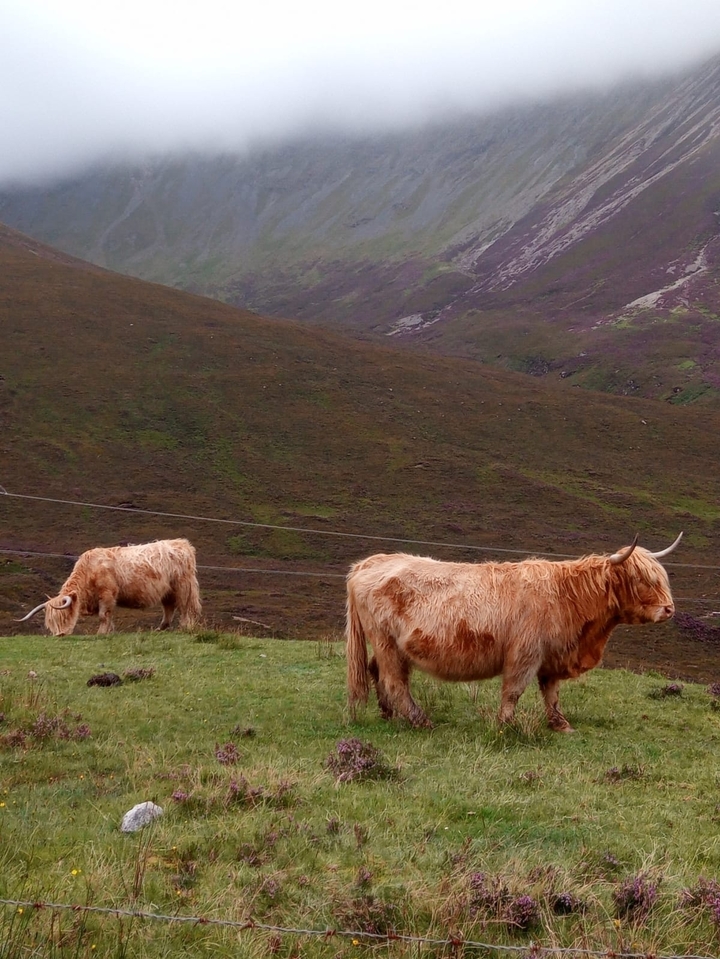 Deux vaches Highland debout dans un terrain vallonné.