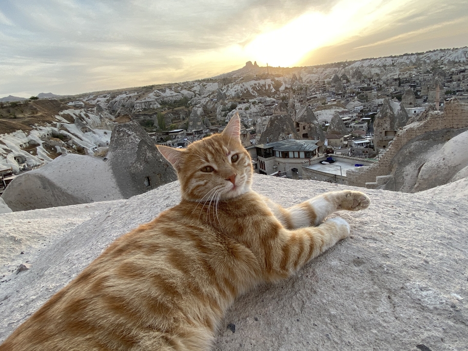 Un chat allongé sur des rochers avec vue sur la Cappadoce.