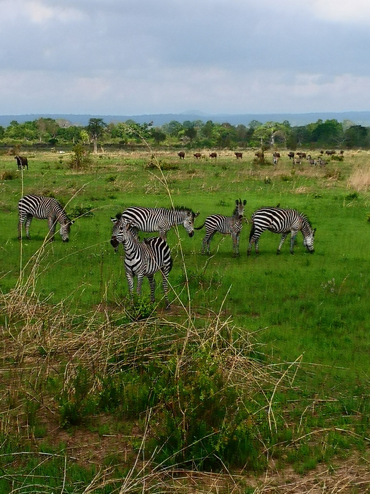 Groupe de zèbres broutant dans un champ vert avec d'autres animaux.