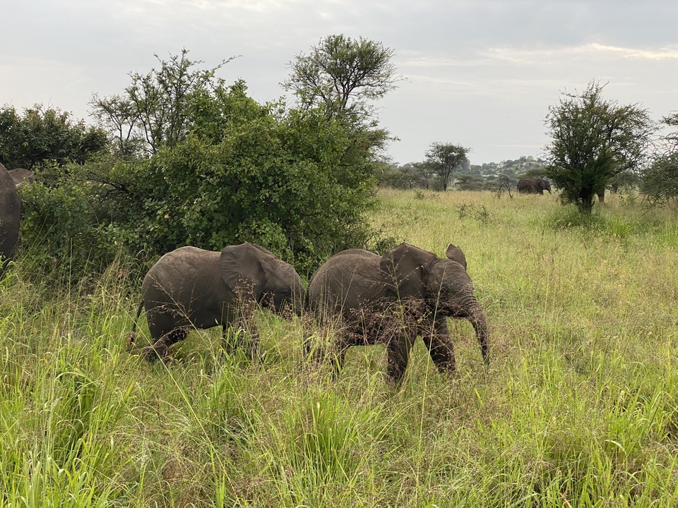 Two young elephants partially hidden by tall grass in woodland clearing