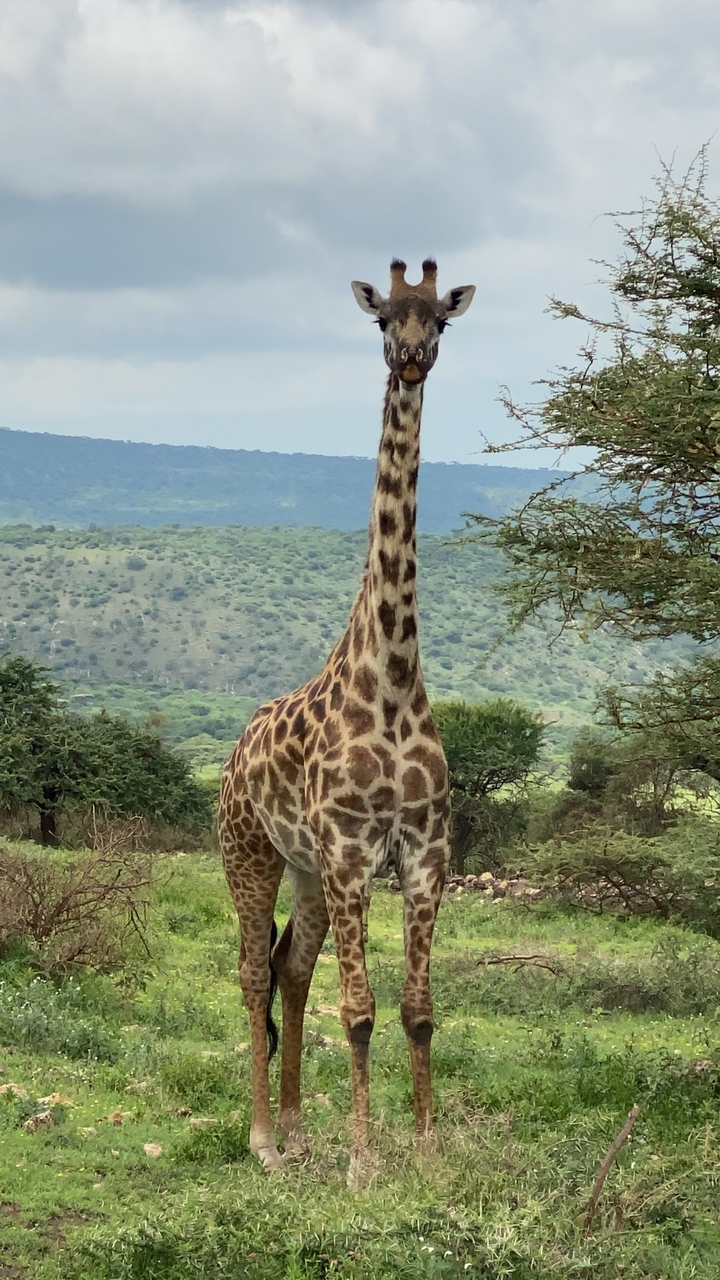 Giraffe standing tall in green savanna with distant hills beyond