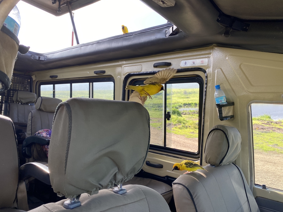 Bright yellow weaver bird flutters inside a safari jeep’s passenger cabin