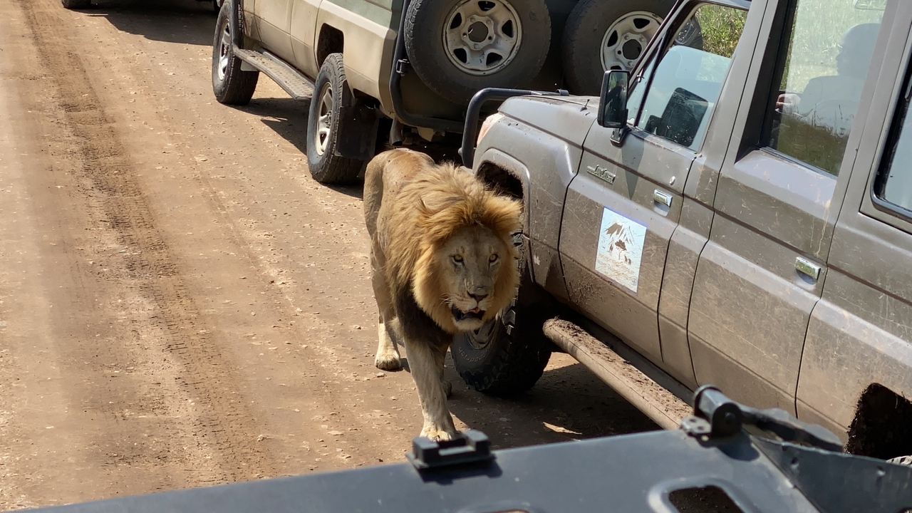 Male lion strides along a safari track beside parked jeeps