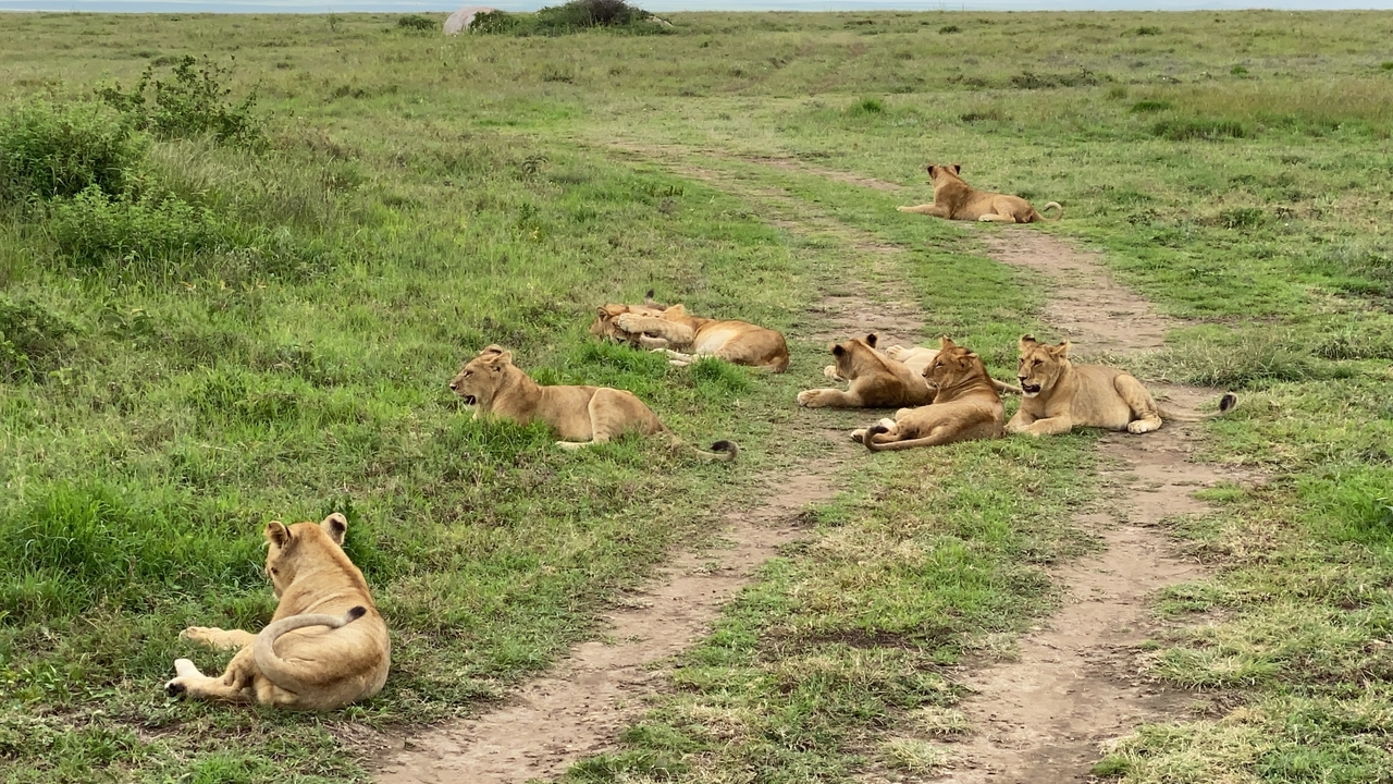 Group of lions lounging on a dirt track in open grassland
