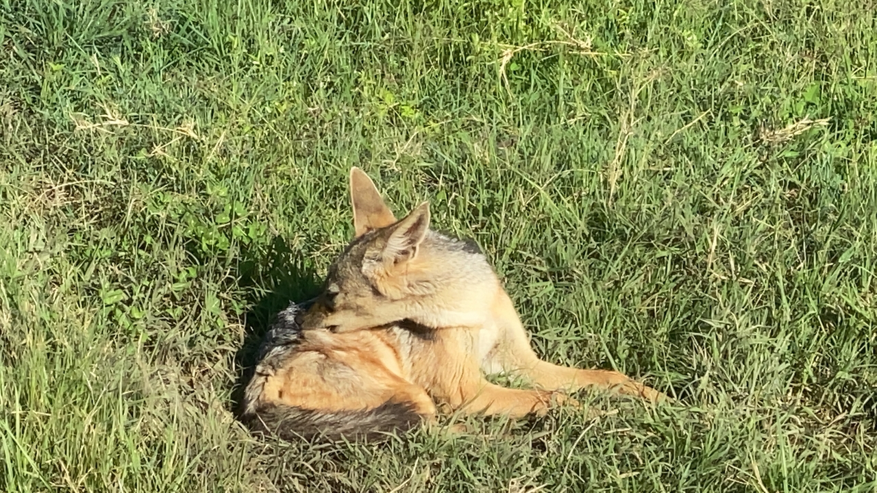 Golden-furred jackal curled up grooming itself in tall grass