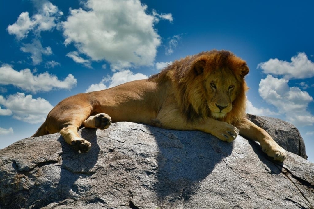 Lion couché sur un rocher sous un ciel bleu avec des nuages.