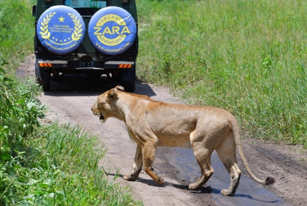 Lion marchant le long d'une route de terre près d'un véhicule de tourisme.