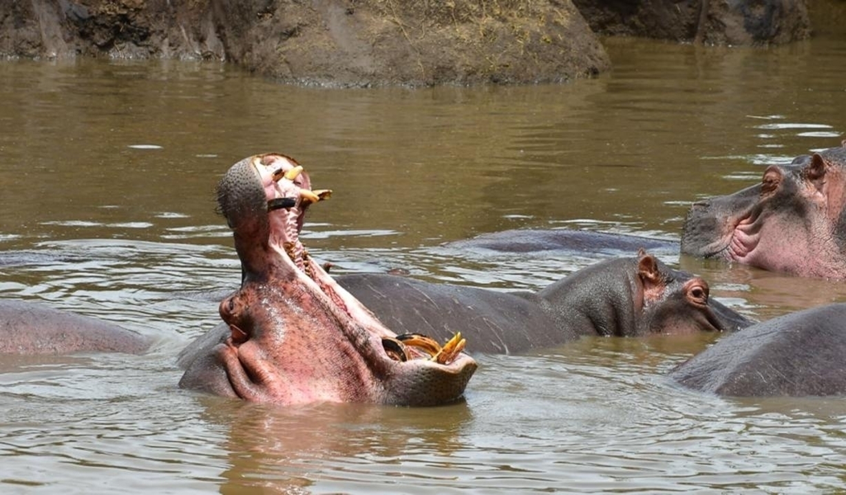 Hippopotame avec sa gueule ouverte dans une rivière boueuse.