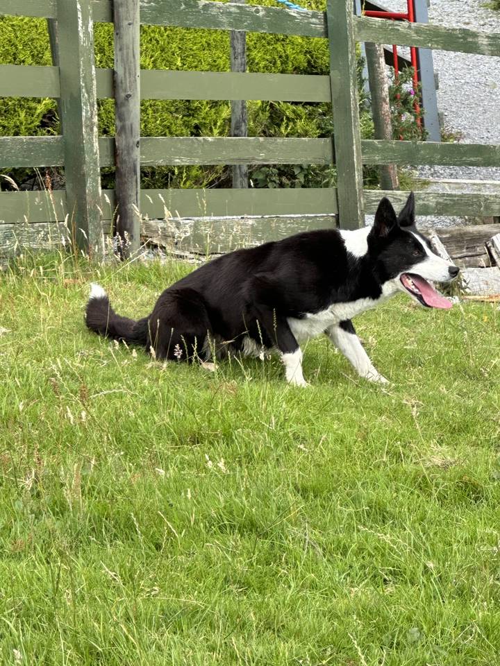Un chien allongé sur l'herbe à côté d'un banc rustique.