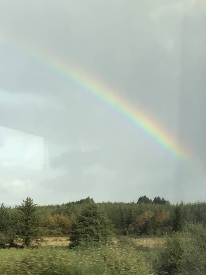 Regenbogen über einem grasbewachsenen Feld mit Bäumen.