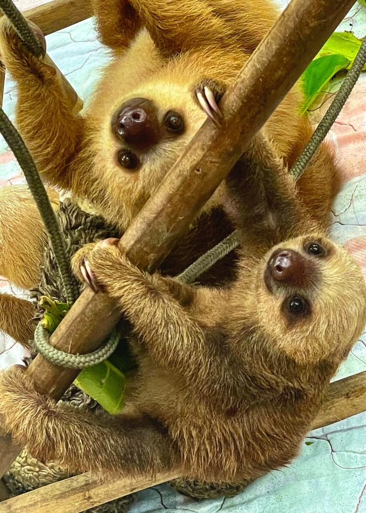 Gros plan de deux paresseux suspendus aux branches.