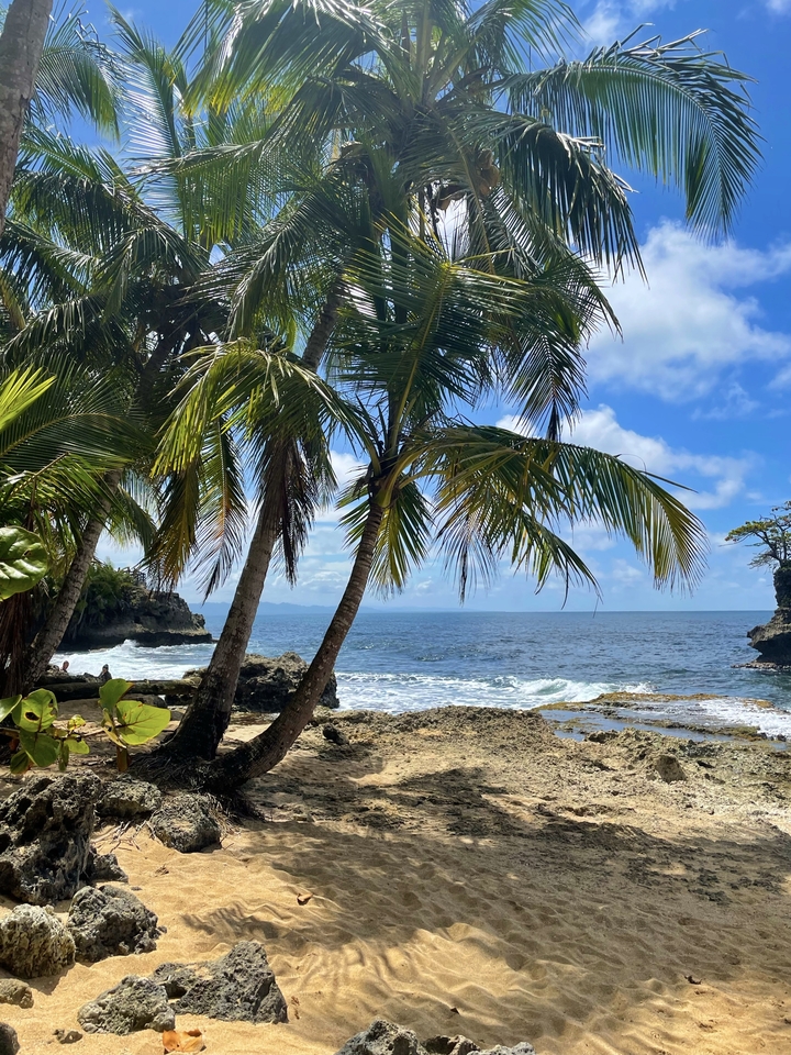Plage tropicale avec palmiers et vagues de l'océan.