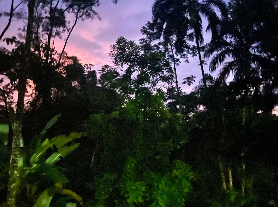 Jungle dense avec une touche de couleurs de coucher de soleil dans le ciel.