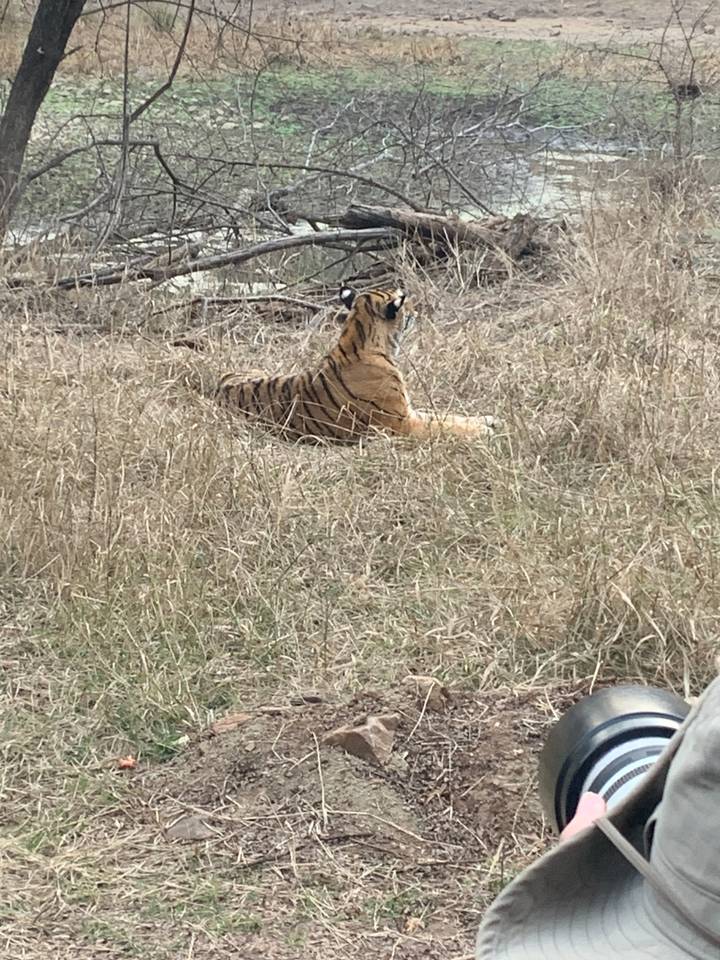Tigre se reposant dans l'herbe avec une caméra à proximité.