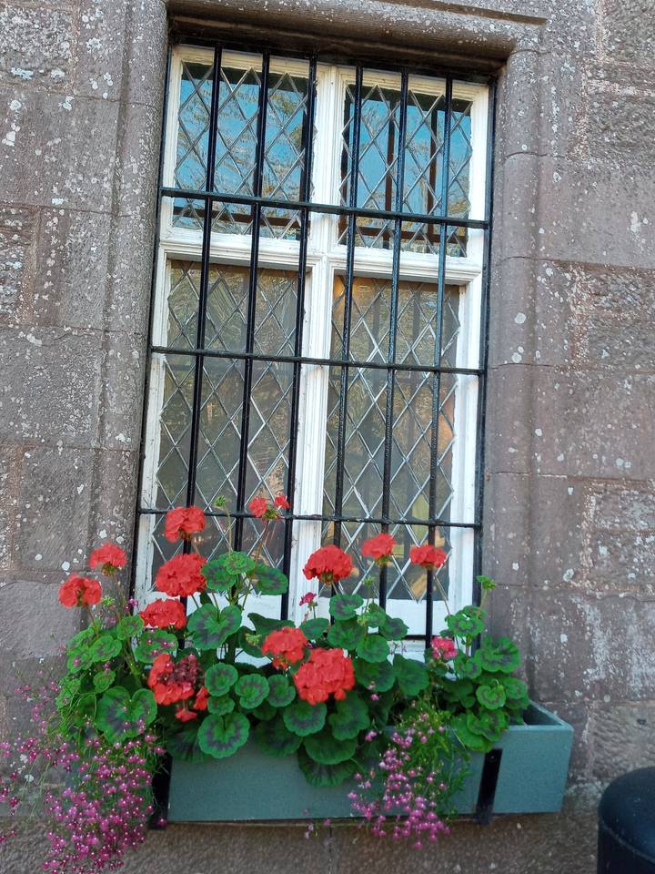Vieille fenêtre avec des fleurs rouges et de la verdure.