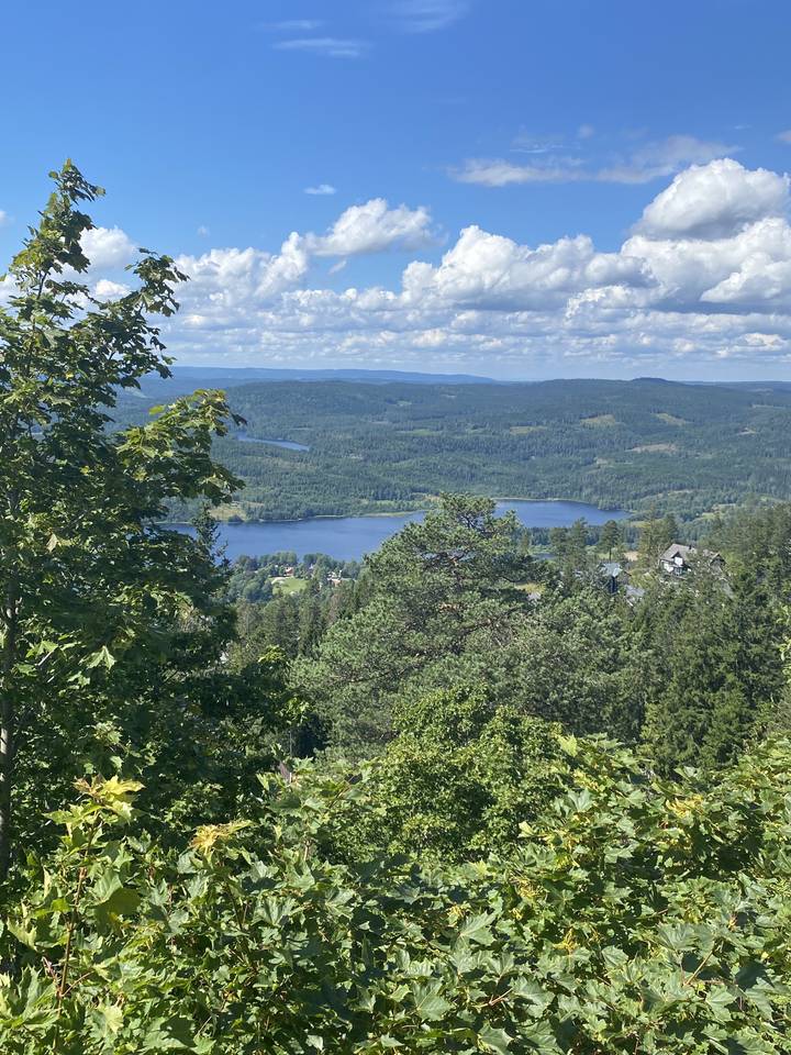 Vue d'un paysage forestier avec un lac au loin.