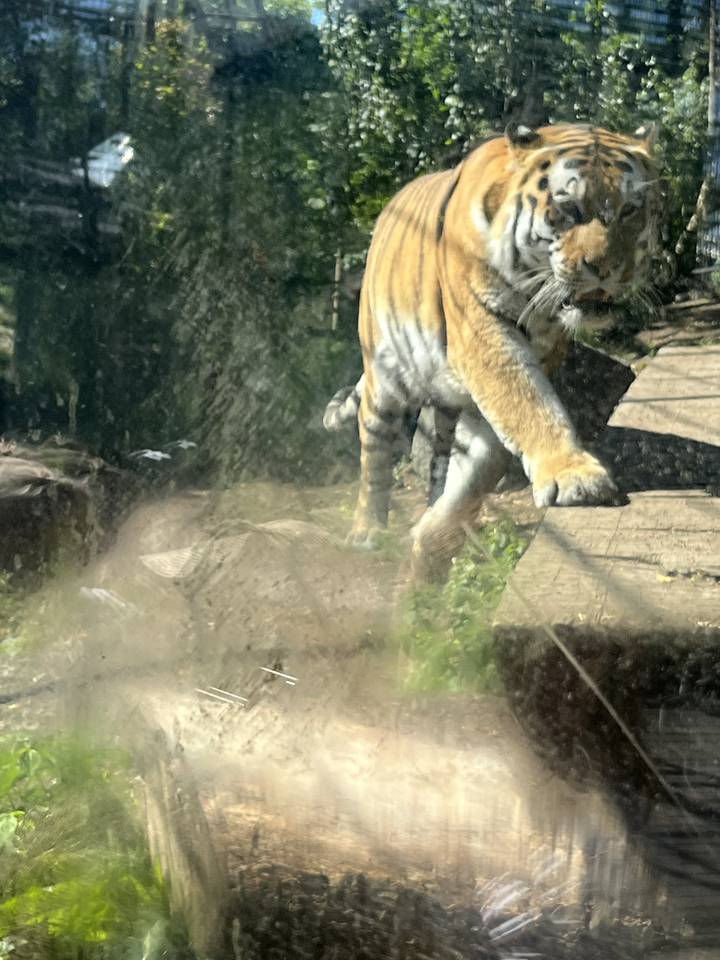 Tigre marchant dans un enclos, premier plan flou.
