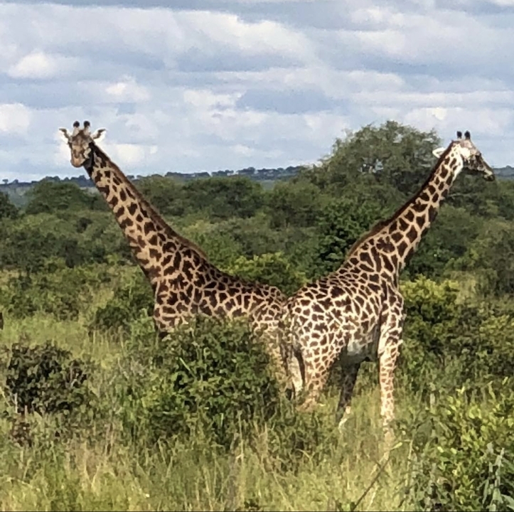 Deux girafes se tenant dans la savane.