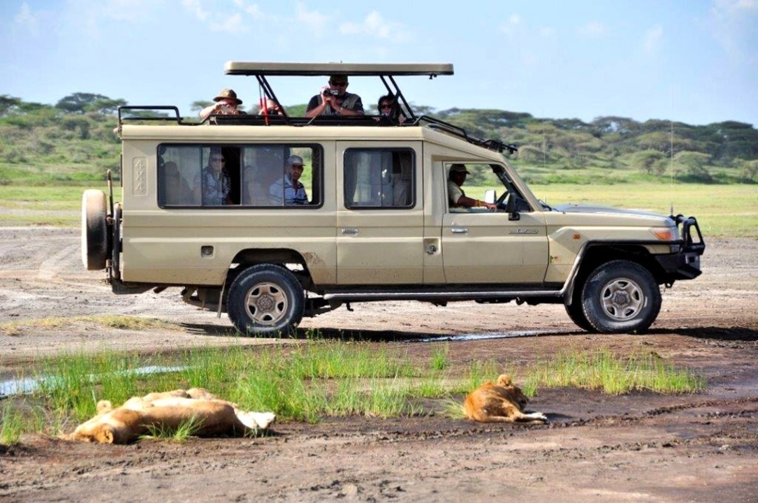 Jeep de safari près de lions qui se reposent dans une zone herbeuse.