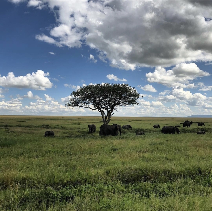 Des éléphants se rassemblant sous un arbre solitaire dans la savane.