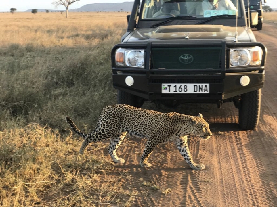 Léopard traversant devant une jeep au coucher du soleil.