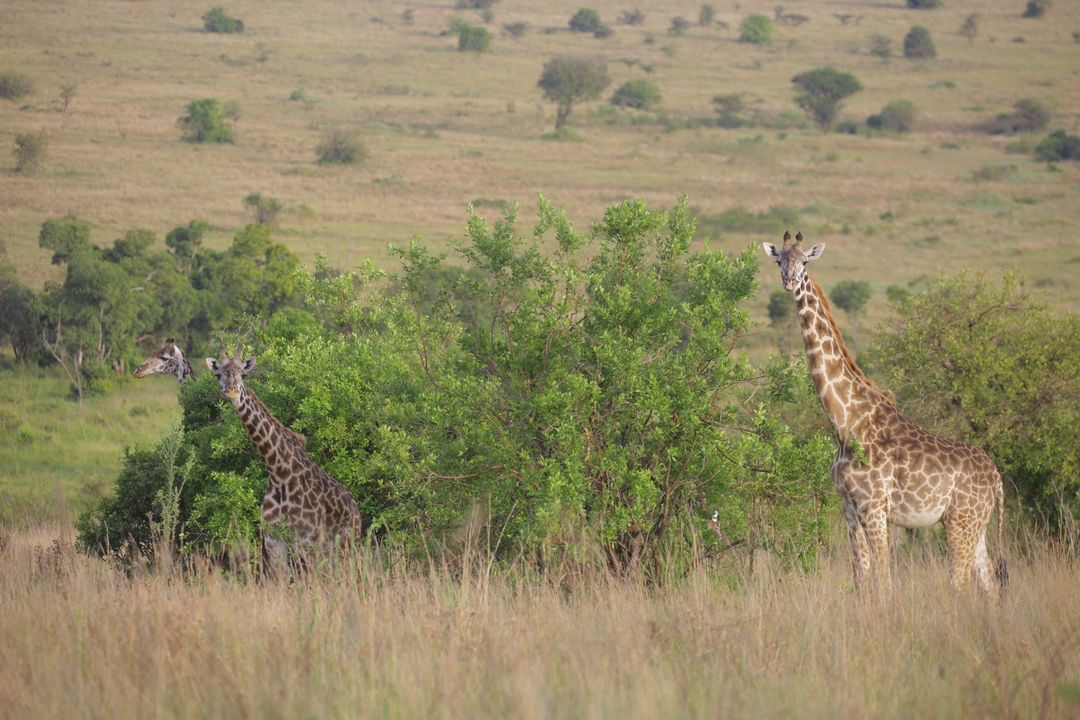 Des girafes dans la savane d'un parc national.