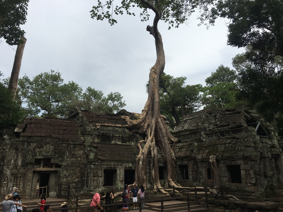 Grand arbre poussant sur des ruines antiques.