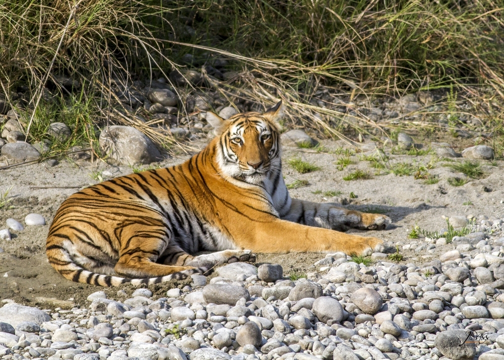 Bengal tiger reclining on a sandy riverbed, alert amber eyes framed by tall grass and pebbles.