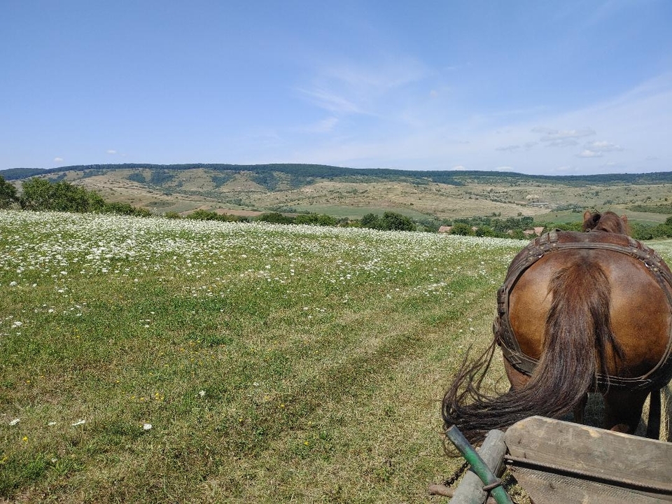 Vue arrière d'un cheval dans un champ de fleurs avec des collines au loin.