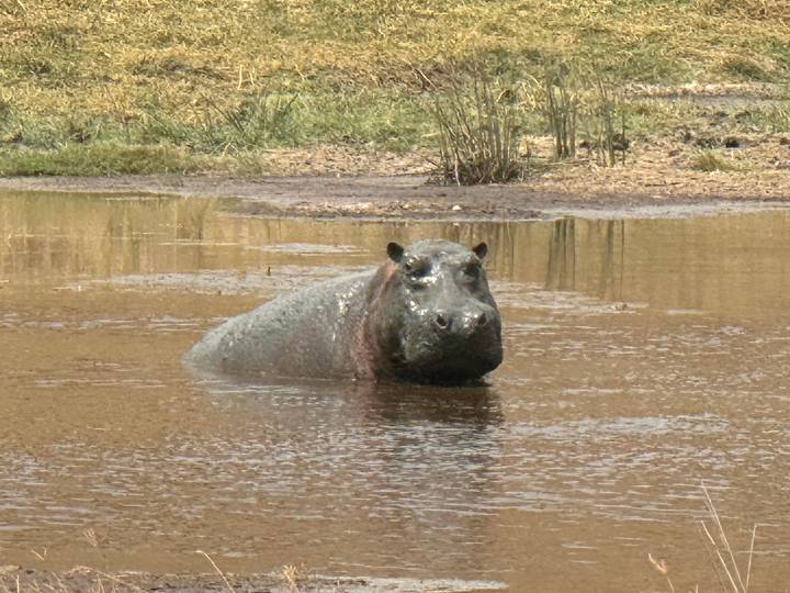 Hippopotame dans un plan d'eau, l'image est à l'envers.