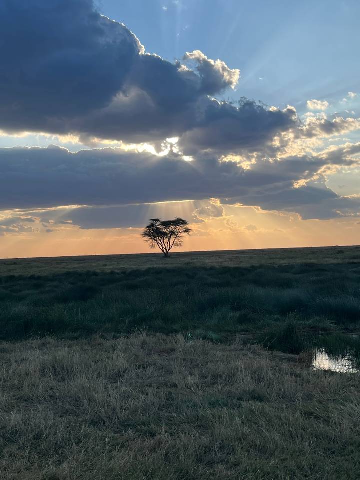 Arbre solitaire au coucher du soleil avec des nuages dramatiques.