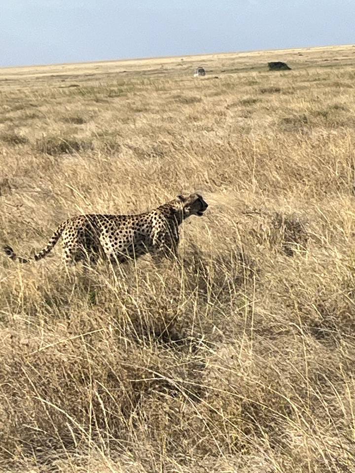 Guépard dans les hautes herbes d'une savane.
