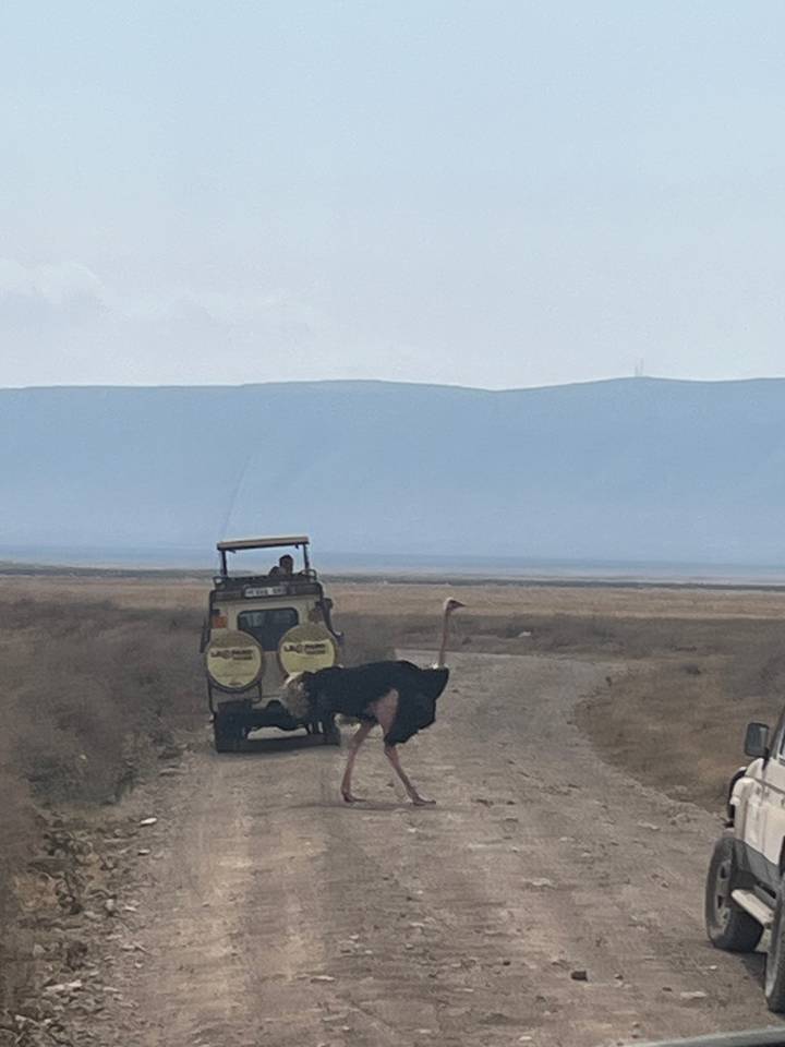 Véhicule de safari sur une route de terre avec une autruche à proximité.