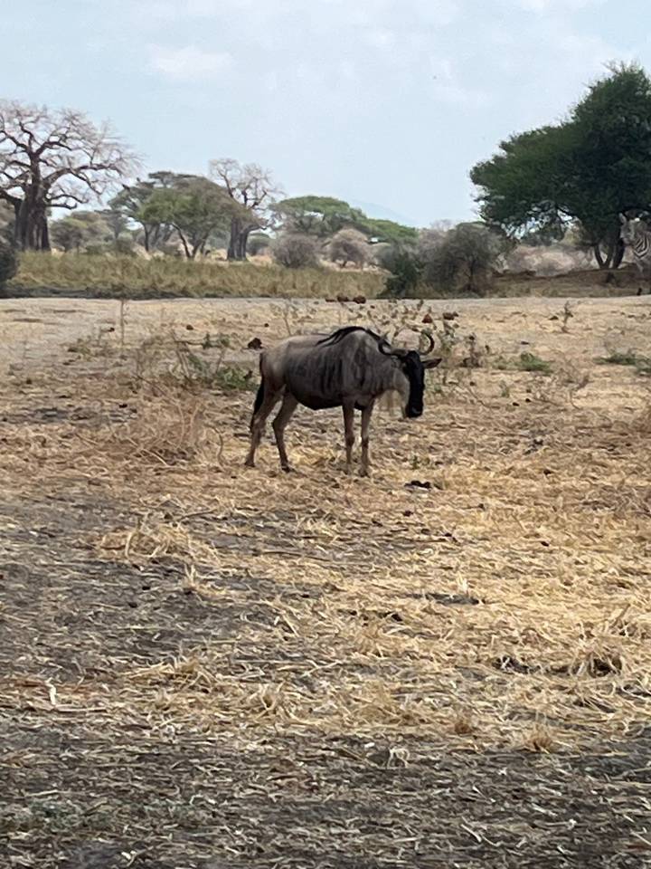 Gnou debout sur une plaine herbeuse sèche.