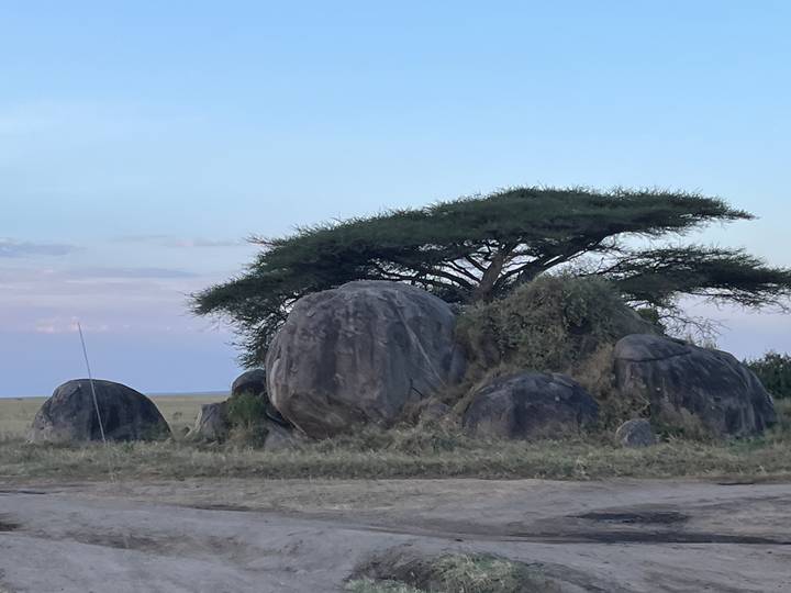 Un arbre et de grandes formations rocheuses dans un paysage plat.