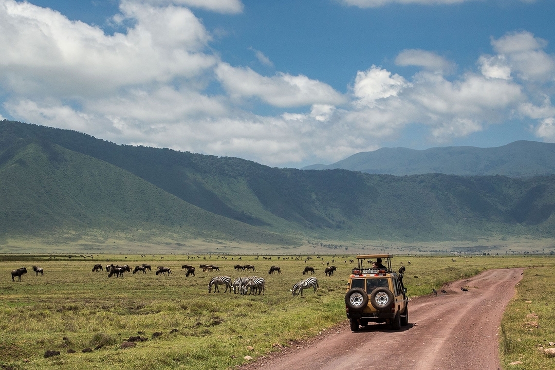 Safari jeep drives along a red dirt track past grazing zebras and wildebeest in the vast Ngorongoro Crater plain.