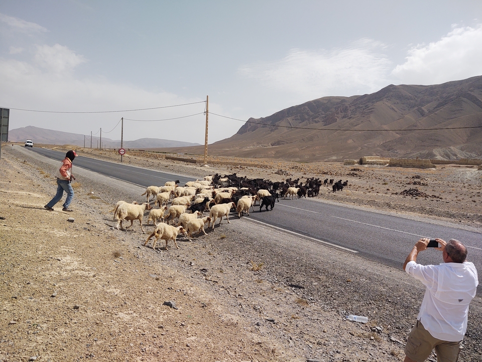 Berger avec un troupeau de moutons traversant une route dans un cadre rural.